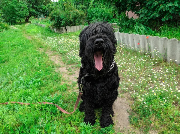 Nagy Bozontos Fekete Kutya Fekete Terrier — Stock Fotó