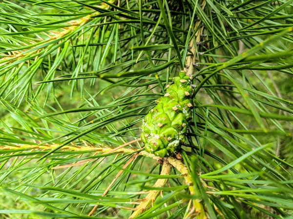 Pine Groene Kegels Een Tak — Stockfoto