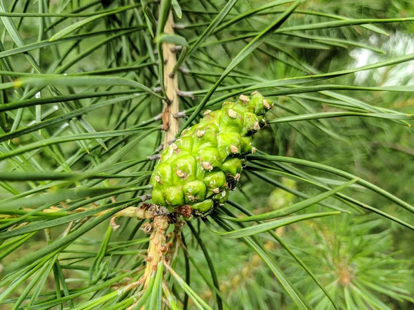 Pine Groene Kegels Een Tak — Stockfoto