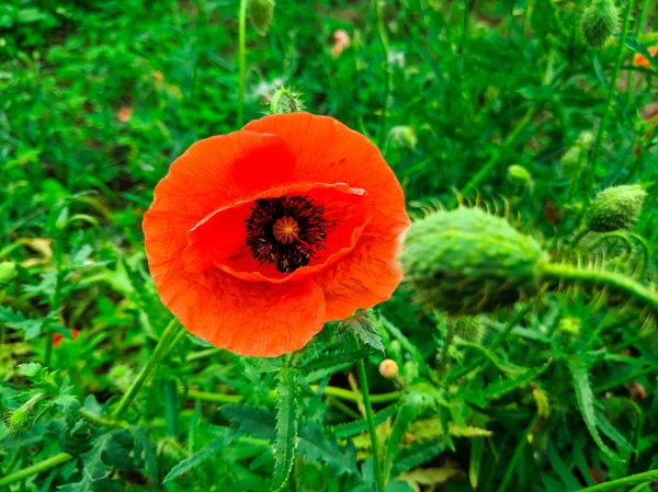 Big Red Poppies Green Grass — Stock Photo, Image