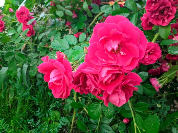 Arbusto Rosa Grande Pétalas Rosa Espinhos — Fotografia de Stock