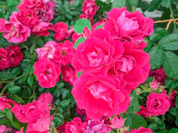 Großer Rosenstrauch Rosenblätter Und Dornen — Stockfoto