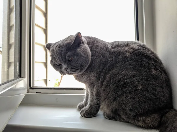 Gato Está Sentado Alféizar Ventana Gato Británico Gris —  Fotos de Stock