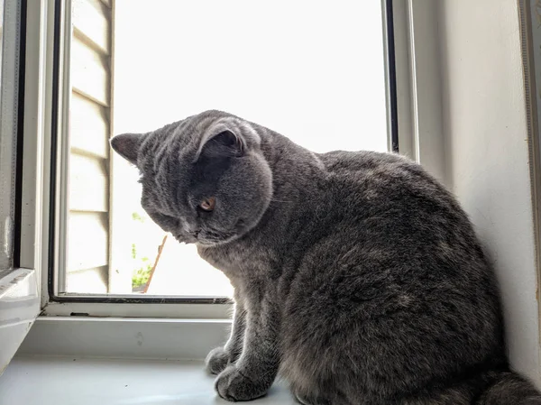 Gato Está Sentado Parapeito Janela Cinza Britânico Gato — Fotografia de Stock