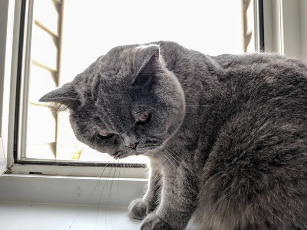 猫は窓ガラスの上に座っている 灰色の英国の猫 — ストック写真