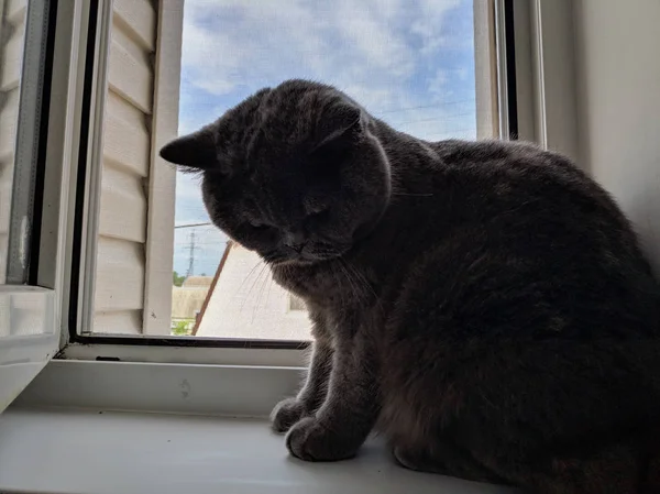 猫正坐在窗台上 灰色英国猫 — 图库照片
