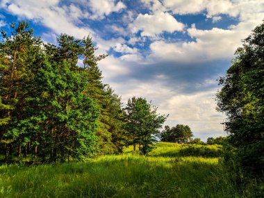güzel bir yaz manzarası. Peyzaj Panoraması. Çam ormanı. ormanda akşam