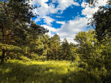 güzel bir yaz manzarası. Peyzaj Panoraması. Çam ormanı. ormanda akşam