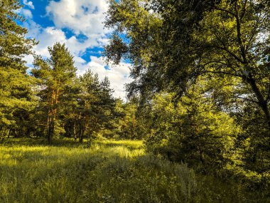 güzel bir yaz manzarası. Peyzaj Panoraması. Çam ormanı. ormanda akşam