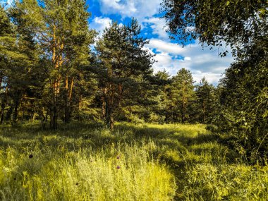 güzel bir yaz manzarası. Peyzaj Panoraması. Çam ormanı. ormanda akşam