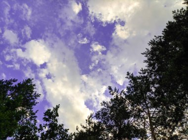Gökyüzüne karşı ağaç dalları. Gökyüzünde beyaz bulutlar. Orman ve bulutlar