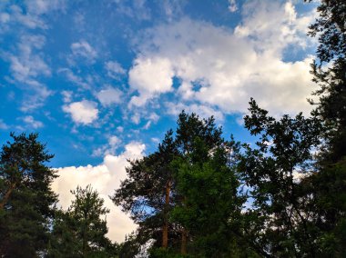 Gökyüzüne karşı ağaç dalları. Gökyüzünde beyaz bulutlar. Orman ve bulutlar