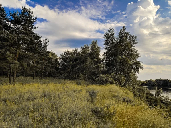 Vackert Sommar Landskap Liggande Panorama Tallskog Kväll Skogen — Stockfoto