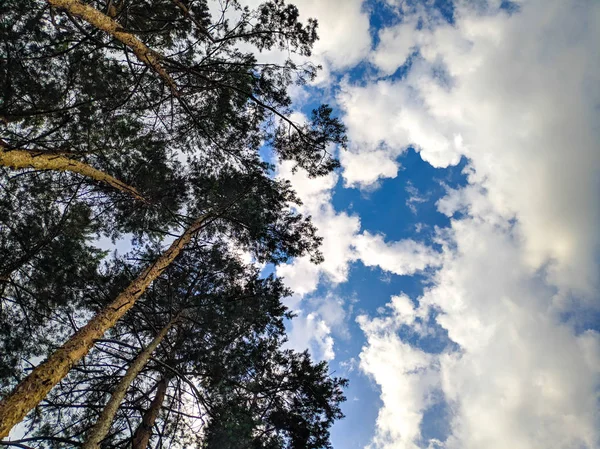 Ветви Деревьев Против Неба Белые Облака Небе Лес Облака — стоковое фото