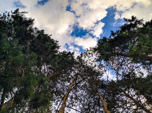 Ramas Árboles Contra Cielo Nubes Blancas Cielo Bosque Nubes — Foto de Stock