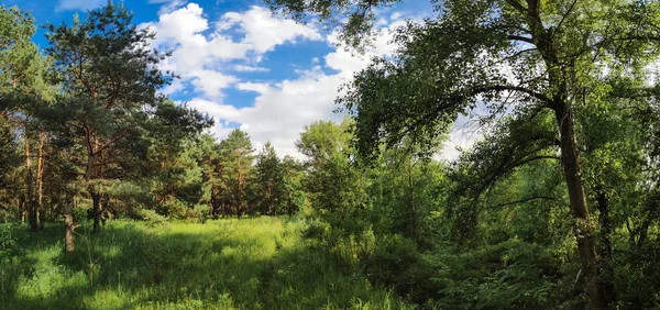 güzel bir yaz manzarası. Peyzaj Panoraması. Çam ormanı. ormanda akşam