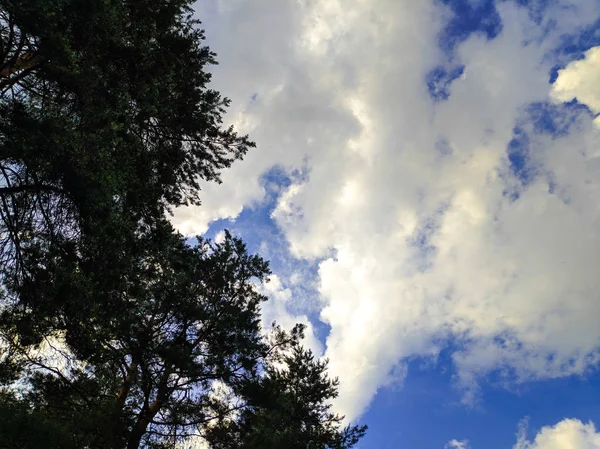 Träd Grenar Mot Himlen Vita Molnen Himlen Skog Och Moln — Stockfoto