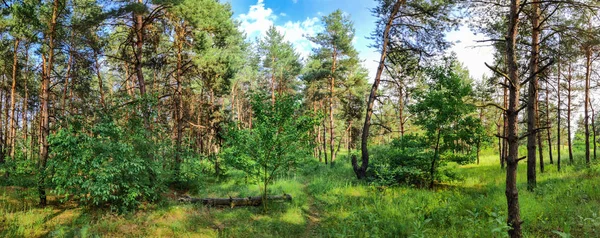 Schöne Sommerlandschaft Landschaftspanorama Kiefernwald Abend Wald — Stockfoto