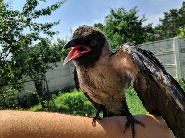 Crow Chick. little raven. wild bird raven on hand.