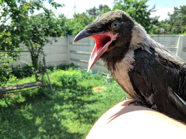 Crow Chick Piccolo Corvo Corvo Uccelli Selvatici Portata Mano — Foto Stock