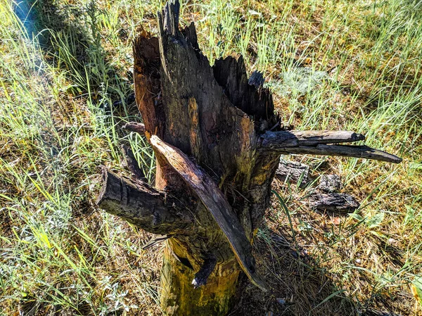 Tocón Seco Bosque Trozo Madera Vieja — Foto de Stock