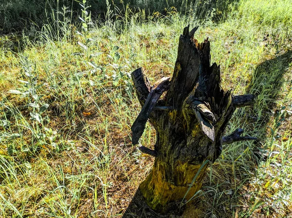 Ξηρό Κούτσουρο Στο Δάσος Ένα Κομμάτι Παλιό Ξύλο — Φωτογραφία Αρχείου