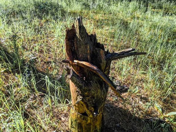 Toco Seco Floresta Pedaço Madeira Velha — Fotografia de Stock