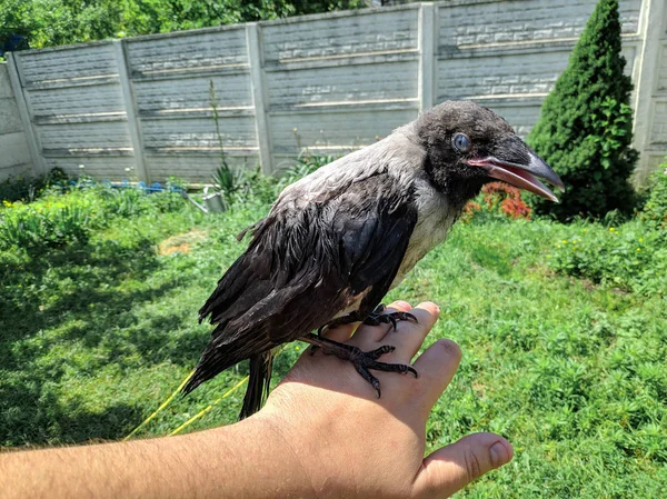 Crow Chick. little raven. wild bird raven on hand.