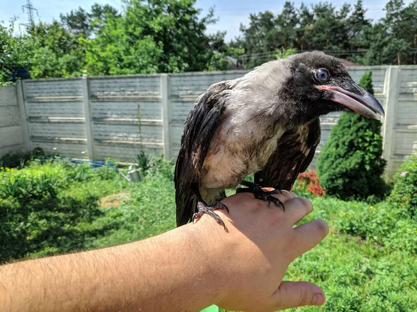 Crow Chick Piccolo Corvo Corvo Uccelli Selvatici Portata Mano — Foto Stock