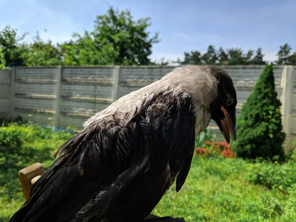 Crow Chick. little raven. wild bird raven on hand.