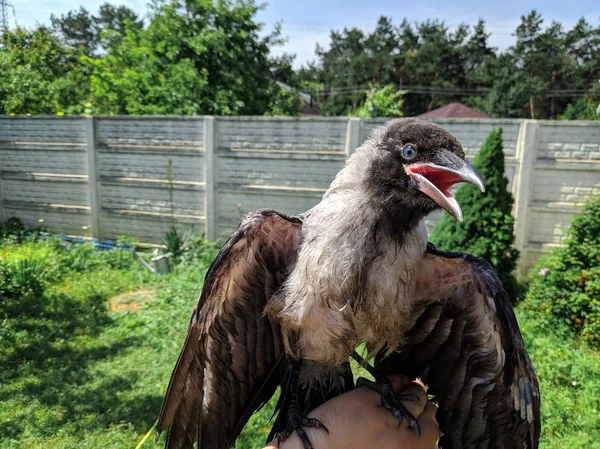 Crow Chick. little raven. wild bird raven on hand.