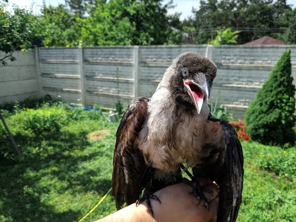 Crow Chick. little raven. wild bird raven on hand.