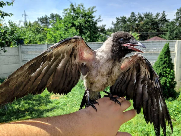 Crow Chick. little raven. wild bird raven on hand.