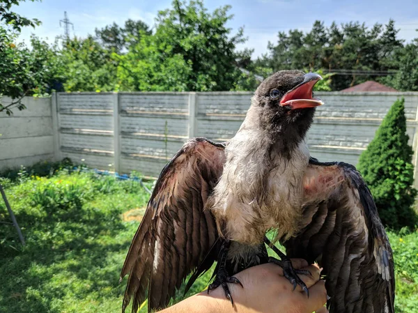 Crow Chick. little raven. wild bird raven on hand.