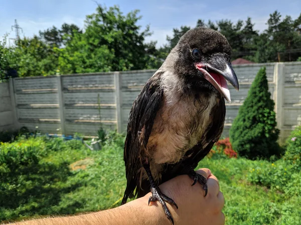 Crow Chick. little raven. wild bird raven on hand.