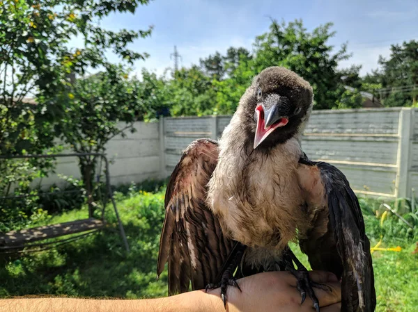 Crow Chick. little raven. wild bird raven on hand.