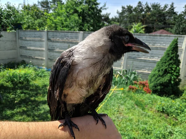 Crow Chick Piccolo Corvo Corvo Uccelli Selvatici Portata Mano — Foto Stock
