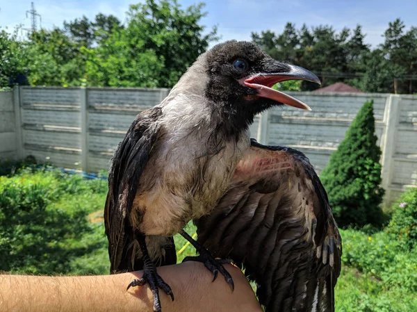 Crow Chick. little raven. wild bird raven on hand.