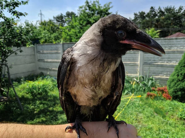 Crow Chick. little raven. wild bird raven on hand.