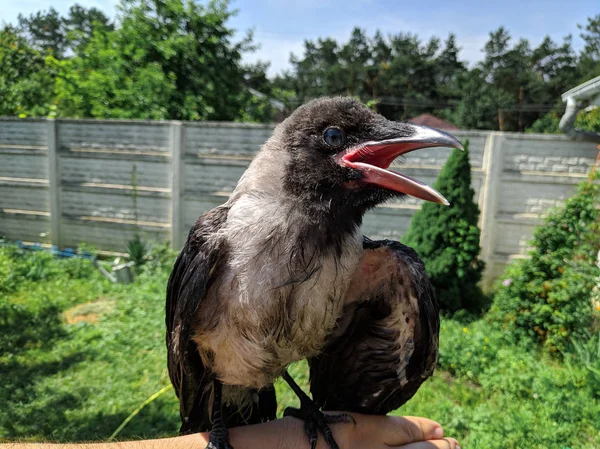 Crow Chick Piccolo Corvo Corvo Uccelli Selvatici Portata Mano — Foto Stock