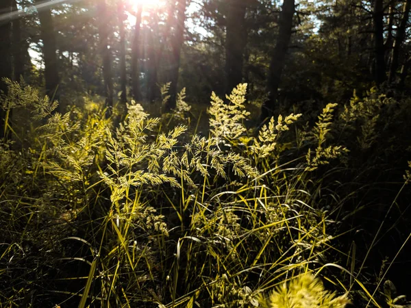 Зелена Трава Сонці Красиві Зелені Стебла Трави Сході Сонця — стокове фото