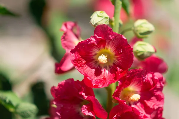 Velké Červené Květiny Velké Růžové Letní Květiny — Stock fotografie