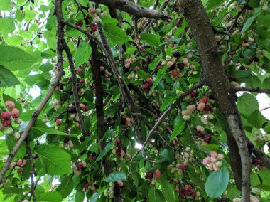 güzel dut ağacı. Lezzetli dut.