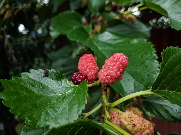 Hermoso Árbol Morera Deliciosas Moras —  Fotos de Stock