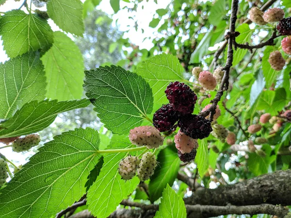 Hermoso Árbol Morera Deliciosas Moras —  Fotos de Stock