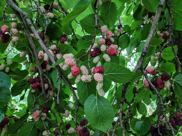 Hermoso Árbol Morera Deliciosas Moras —  Fotos de Stock