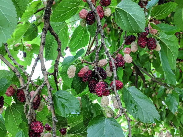 beautiful mulberry tree. Delicious mulberries.