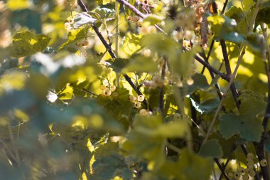 çalı beyaz frenk üzümü. lezzetli frenk üzümü çilek.