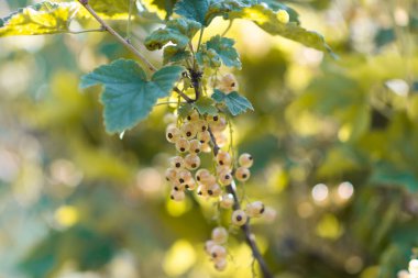 çalı beyaz frenk üzümü. lezzetli frenk üzümü çilek.