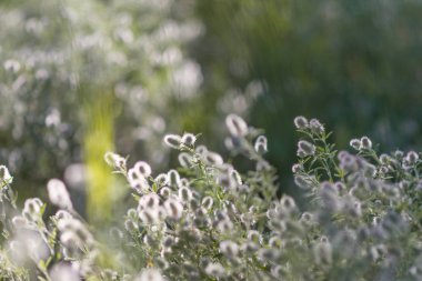 Güneşte güzel çimenler. gün batımında çim sapları.
